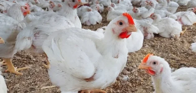 الربح من تربية الفراخ البيضاء في المنزل تربية الفراخ البيضاء