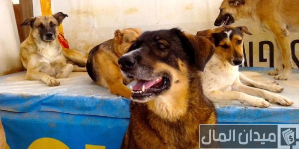 رقم هاتف التواصل مع جمعية الرفق بالحيوان جمعية الرفق بالحيوان رقم الهاتف