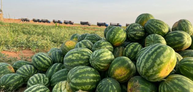 دراسة جدوى زراعة فدان بطيخ وأنتاج الفدان الواحد دراسة جدوى زراعة فدان بطيخ
