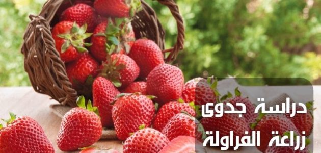 دراسة جدوى مشروع زراعة الفراولة وانتاج الفدان الواحد دراسة جدوى مشروع زراعة الفراولة