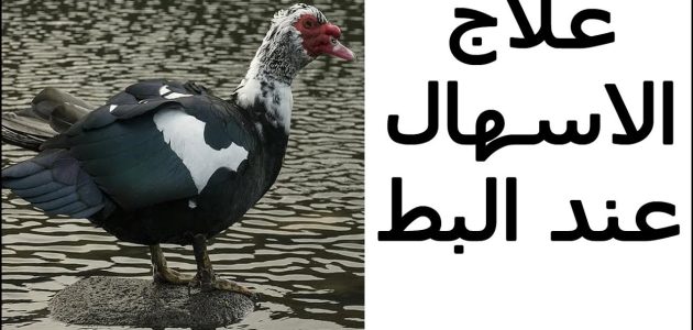 علاج الإسهال عند البط المسكوفي بالاعشاب والادوية علاج الإسهال عند البط المسكوفي