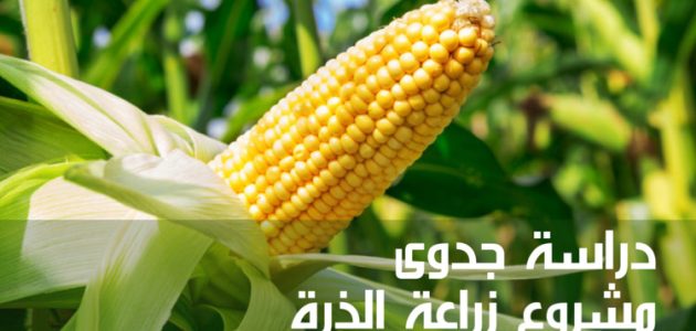 دراسة جدوى مشروع زراعة الذرة الشامية وانتاج الفدان مشروع زراعة الذرة