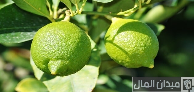 جدول مواعيد زراعة الليمون في مصر مواعيد زراعة الليمون في مصر