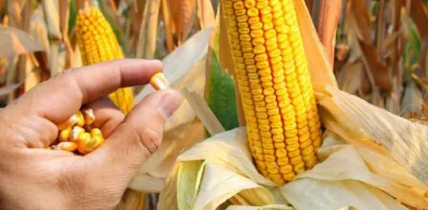 مواعيد زراعة الذرة الصفراء وأنتاج الفدان الواحد موعد زراعة الذرة الصفراء