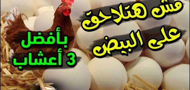 أعشاب لزيادة بيض الدجاج والعوامل المؤثرة على معدل الإنتاج أعشاب لزيادة بيض الدجاج