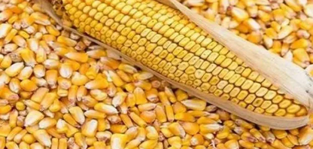 أنواع الذرة للزراعة أفضل أنواع الذرة للزراعة