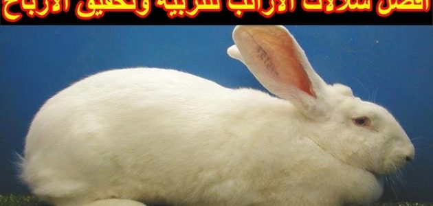 أنواع الأرانب للتربية والبيع أنواع الأرانب للتربية والبيع