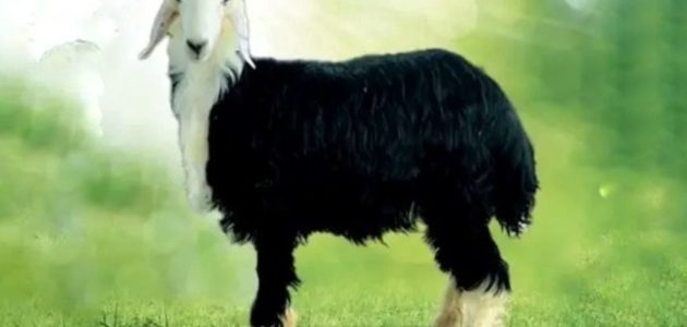 أنواع الأغنام العربية بالصور أنواع الأغنام العربية بالصور