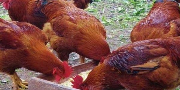 ما الفرق بين الفراخ الساسو والبلدي والهجين الفرق بين الفراخ الساسو والبلدي والهجين