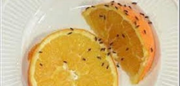 نصائح القضاء على ذباب الفاكهة في الزراعة القضاء على ذباب الفاكهة