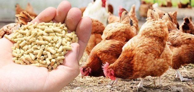 5 نصائح لتسمين الدواجن في المنزل تسمين الدواجن في المنزل