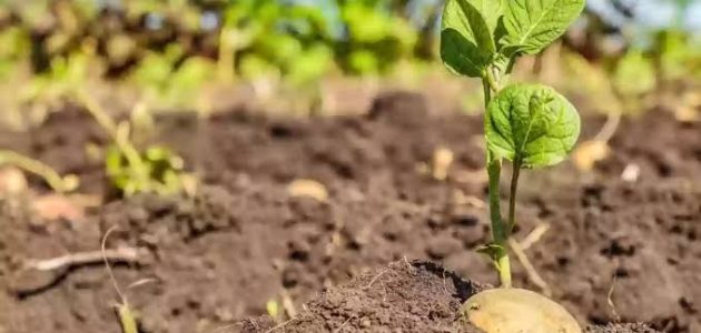 زراعة البطاطس من الألف للياء تعلم طريقة زراعة البطاطس