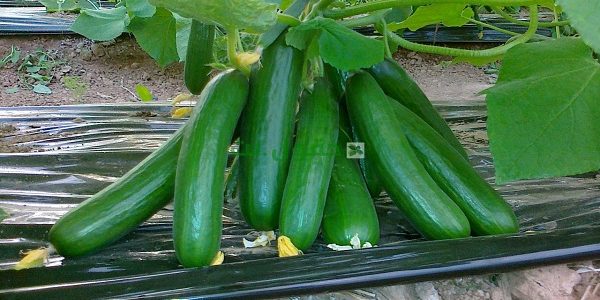 دراسة جدوى زراعة الخيار في الصوب وأرباحها في الموسم دراسة جدوى زراعة الخيار في الصوب