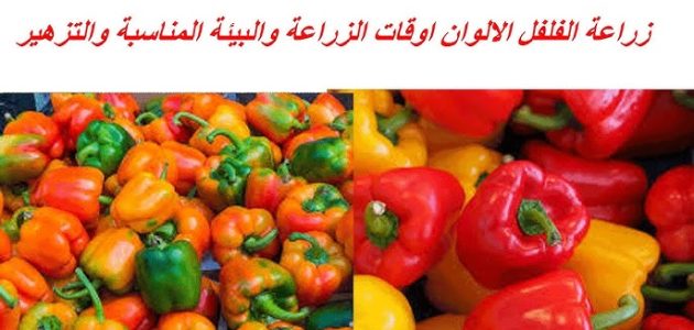 دراسة جدوى زراعة الفلفل الألوان وأرباح المشروع الشهرية دراسة جدوى زراعة الفلفل الألوان