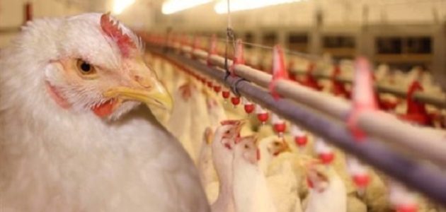 دراسة جدوى مجزر دواجن يدوي وأرباح المشروع الشهرية دراسة جدوى مجزر دواجن يدوي