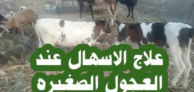 علاج الاسهال عند عجول التسمين علاج الاسهال عند عجول التسمين