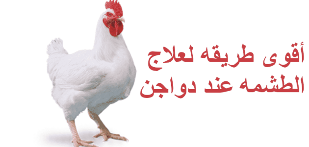 علاج الطشمة في الدواجن البيضاء علاج الطشمة في الدواجن البيضاء