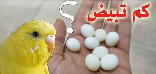 عدد بيض العصافير الاسترالى كم عدد بيض العصافير الاسترالى