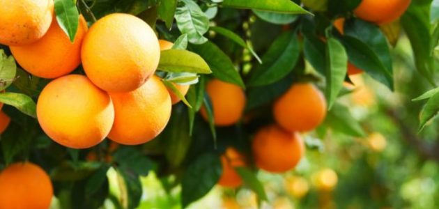 كم مرة تثمر شجرة البرتقال في السنة متى تثمر شجرة البرتقال