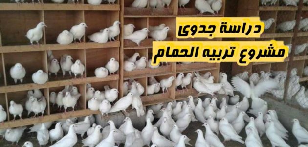 دراسة جدوى مشروع تربية الحمام وأرباح المشروع الشهرية مشروع تربية الحمام