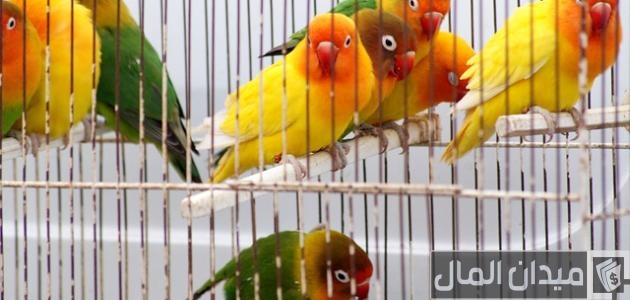 دراسة جدوى مشروع تربية الطيور في المنزل مشروع تربية الطيور في المنزل