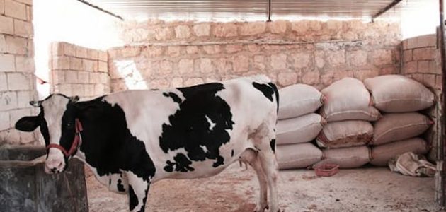 دراسة جدوى مشروع تربية المواشي وأرباح المشروع مشروع تربية المواشي