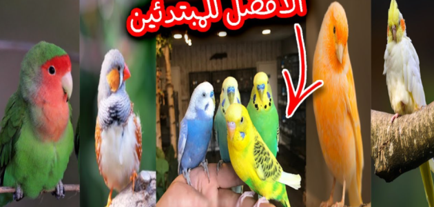 دراسة جدوى مشروع تربية عصافير الزينة في مصر وأرباحه الشهرية مشروع تربية عصافير الزينة