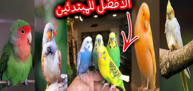 نصائح قبل بدء مشروع عصافير الزينة مشروع عصافير الزينة