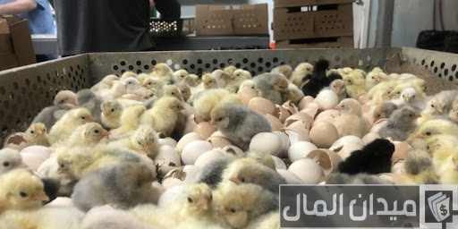دراسة جدوى مشروع فقاسة بيض وأرباح المشروع مشروع فقاسة بيض