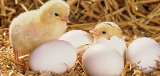 مواصفات كتكوت الكب الأبيض للتربية مواصفات كتكوت الكب الأبيض
