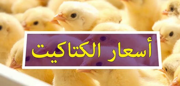 أسعار الفراخ و الكتاكيت البيضاء اليوم في مصر أسعار الفراخ و الكتاكيت