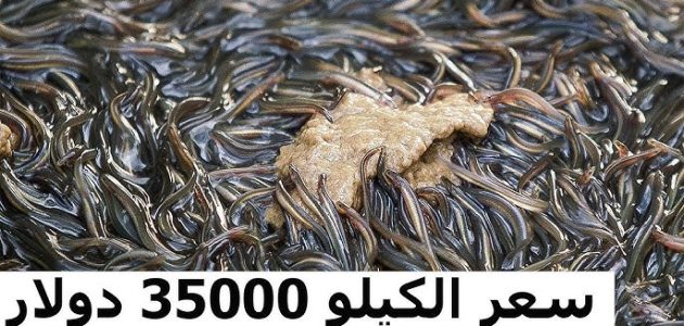 ما هو أغلى نوع سمك في العالم؟ أغلى سمك في العالم
