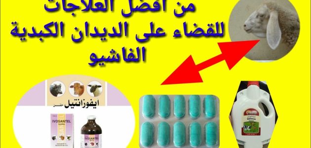 أفضل علاج للديدان عند الغنم أفضل علاج للديدان عند الغنم
