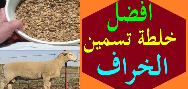 أنواع الاعلاف لتسمين الأغنام افضل الاعلاف لتسمين الأغنام