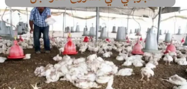 تجربتي في مشروع الدواجن وأرباحه الشهرية تجربتي في مشروع الدواجن
