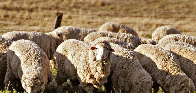 حقل تربية الأغنام في العراق حقل تربية الأغنام في العراق