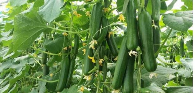 دراسة جدوى زراعة الخيار في البيوت المحمية وأرباح المشروع دراسة جدوى زراعة الخيار