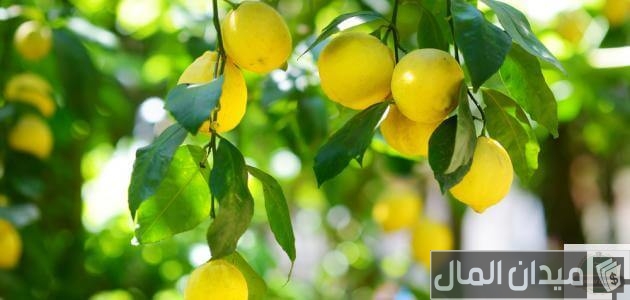 دراسة جدوى زراعة فدان ليمون وأرباح المشروع الموسمية دراسة جدوى زراعة فدان ليمون