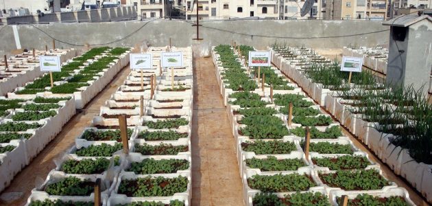 دراسة جدوى مشروع زراعة الأسطح دراسة جدوى مشروع زراعة الأسطح