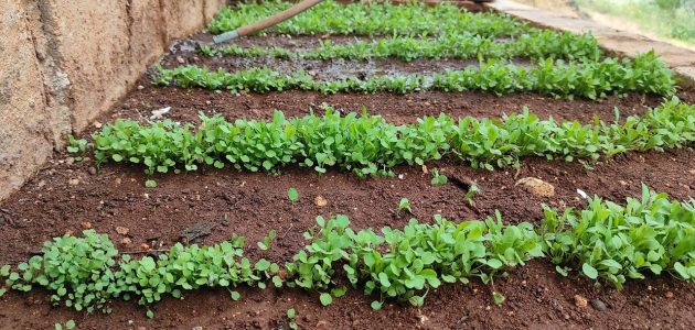 نصائح قبل زراعة الجرجير في المنزل زراعة الجرجير في المنزل