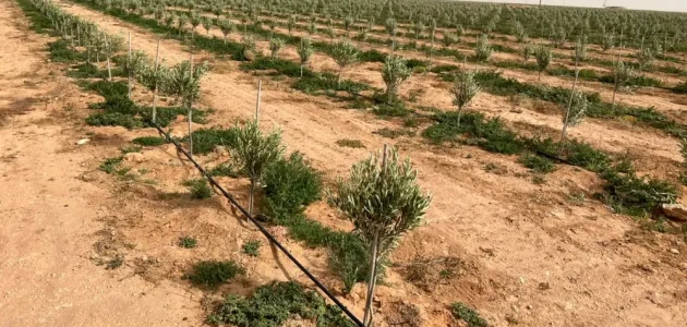 زراعة الزيتون في تونس زراعة الزيتون في تونس