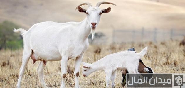 كم إنتاج الماعز من الحليب في اليوم؟ كم تنتج الماعز من الحليب في اليوم