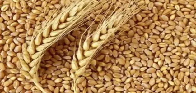 كم طن تستورد مصر من القمح سنويا كم طن تستورد مصر من القمح