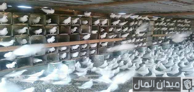 مزارع الحمام البلدى في مصر مزارع الحمام البلدى