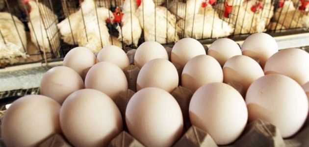 دراسة جدوى مشروع الفراخ البياضة وأرباحه الشهرية مشروع الفراخ البياضة