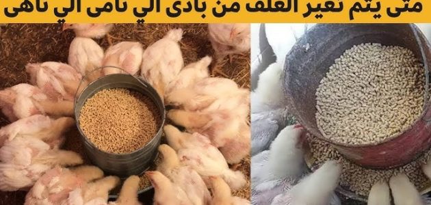 ما هو أفضل وقت تغيير العلف للفراخ البيضاء وقت تغيير العلف للفراخ البيضاء