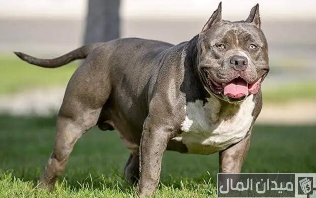 اسعار الكلاب البيتبول