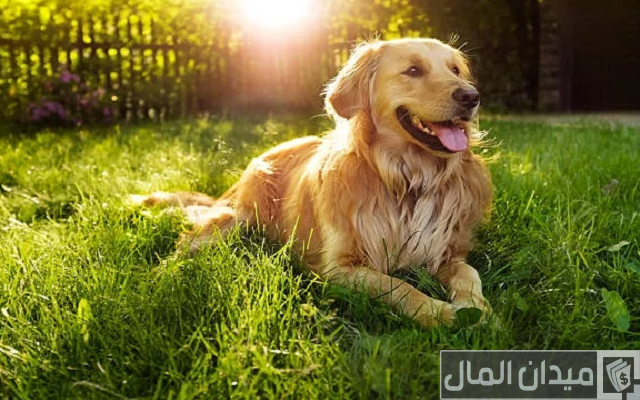 اسعار الكلاب الجولدن 2025