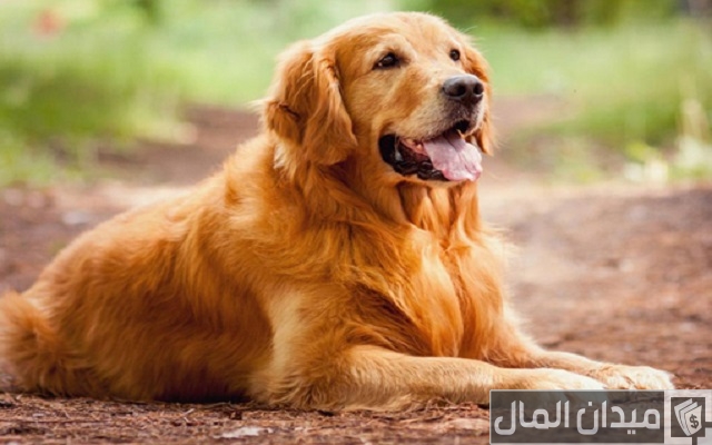 اسعار الكلاب الجولدن