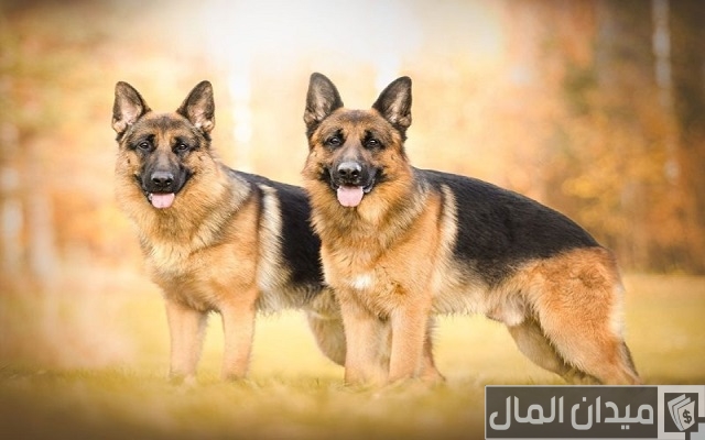 اسعار الكلاب الجيرمن 2025